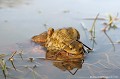 <br><br>Nom anglais : Common toad
<br>Dans leur hâte de trouver une compagne, les crapauds mâles peuvent  s'agglutiner  jusqu'à dix sur une femelle pour se la disputer. Mais sous le poids et parfois privée de respiration, bien qu'elle tente de repousser les trop nombreux prétendants en donnant de grands coups de pattes arrières, la femelle du Crapaud commun risque de périr noyée sous le fardeau.
<br><br>Photo réalisée en France, dans l'Allier (Auvergne)
<br><br> Crapaud commun
Bufo bufo
Common toad
Auvergne
Allier
prétendants
mâles
femelle
accouplement 